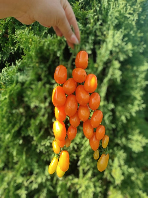 Томат финик-черри САМО СОВЕРШЕНСТВО F1  Мякоть с привкусом сладкой сливы, мёда и изюма! - Уральский дачник фото 4