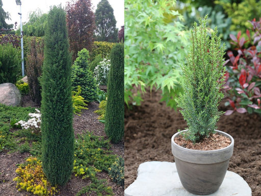 Можжевельник обыкновенный Арнольд - Долина роз фото 3