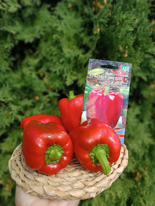 Перец КРАСНАЯ ЗВЕЗДА F1  Толстые стенки! Обильно урожайный! Необыкновенно вкусный, откусив  не возможно остановиться! Ароматный! - Уральский дачник фото 2