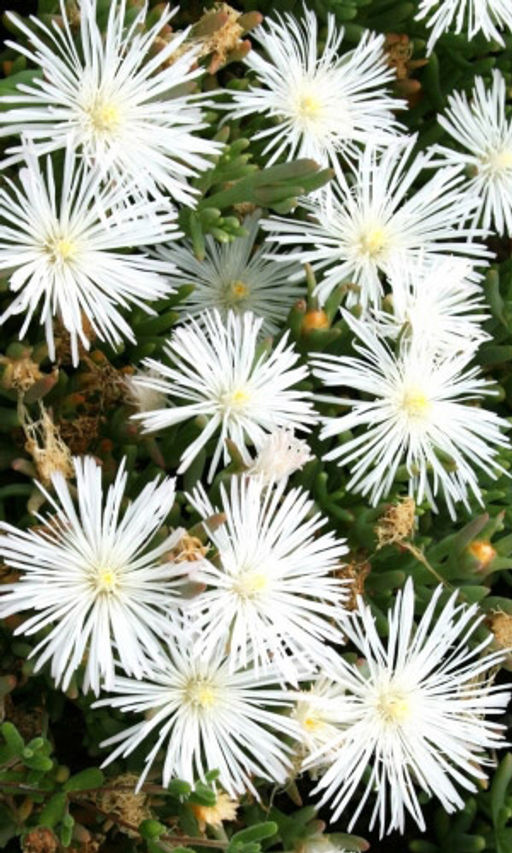 Мезембриантемум БЕЛЫЙ Великолепный цветочный ковёр!