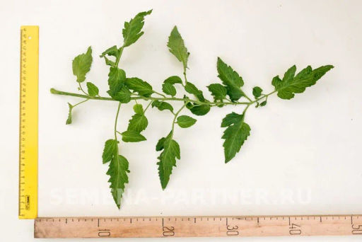 Томат Котя - Партнер фото 8