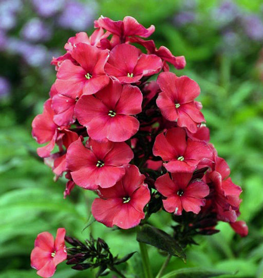 ФЛОКС Ае Амос Разбор I Кол-во упак., шт 2