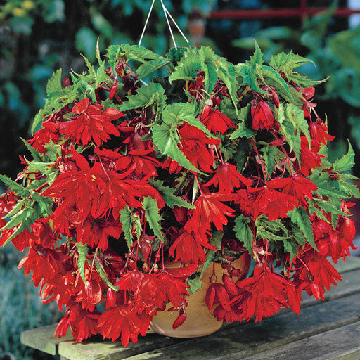 БЕГОНИЯ Пендула Алая Разбор 5/6 Кол-во упак., шт 3