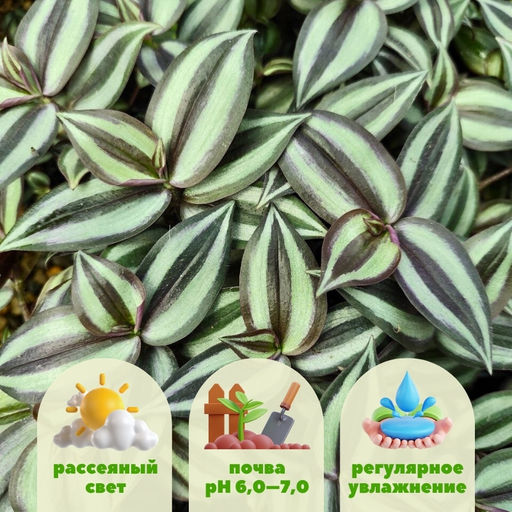 Традесканция Зебрина - Долина роз фото 2