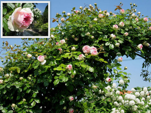 Роза Пьер де Ронсар - Долина роз фото 3