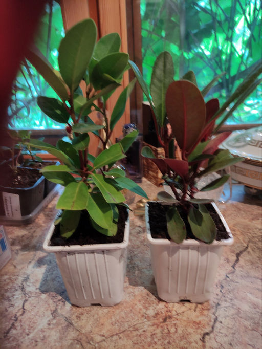 Рододендрон Неон Кисс