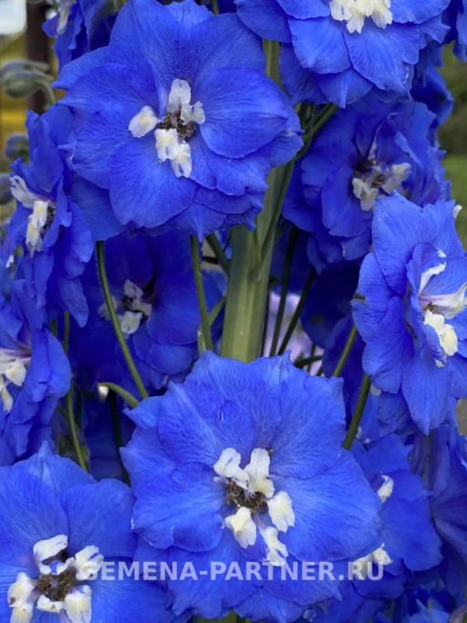 Дельфиниум Кобальт Дримс - Партнер фото 4