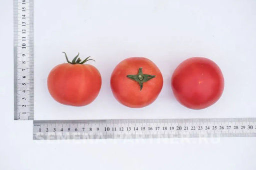 Томат Мечталин - Партнер фото 6