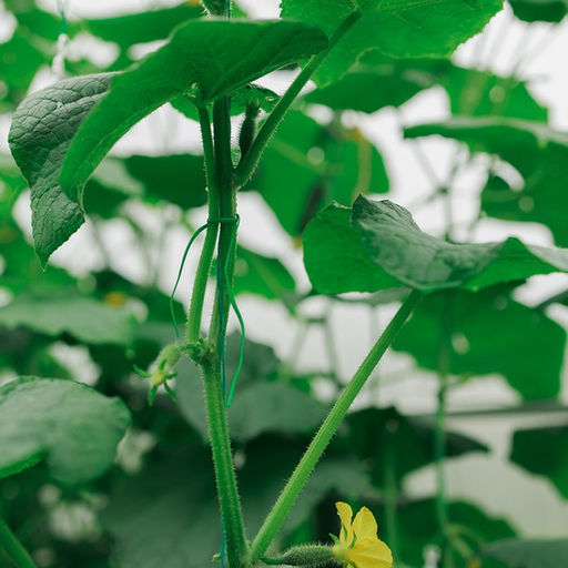 Проволока подвязочная, 20 м, зелёная, Greengo фото 11