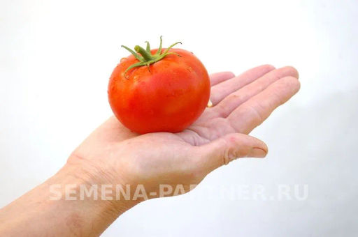 Томат Андромеда - Партнер фото 4