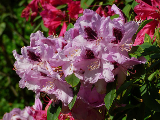 Рододендрон Lugano (Лугано) - Долина роз фото 15