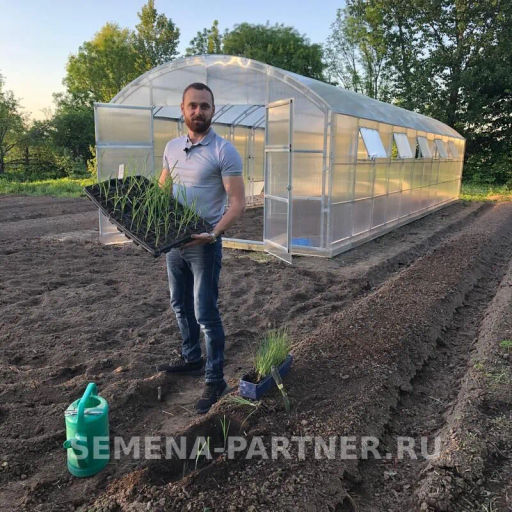 Лук порей Элефант - Партнер фото 3