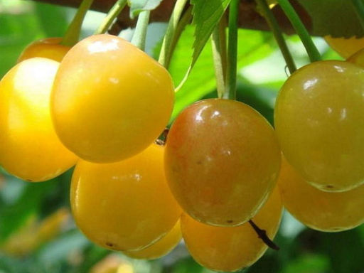 Черешня Дрогана - Долина роз фото 2