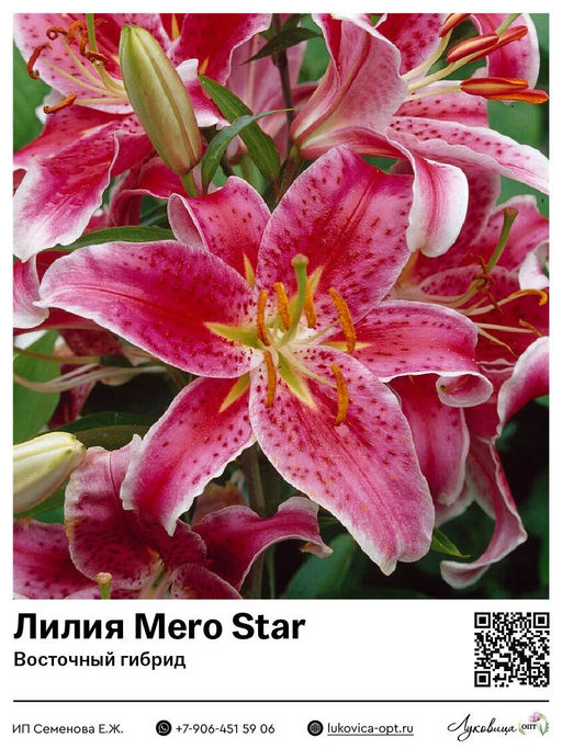 Лилия Mero Star (Восточный ориентальный гибрид)