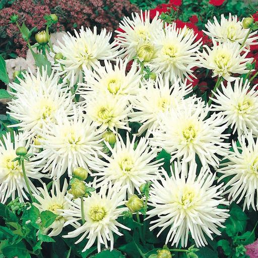 ГЕОРГИНА Плайя Бланка Разбор I Кол-во упак., шт 1