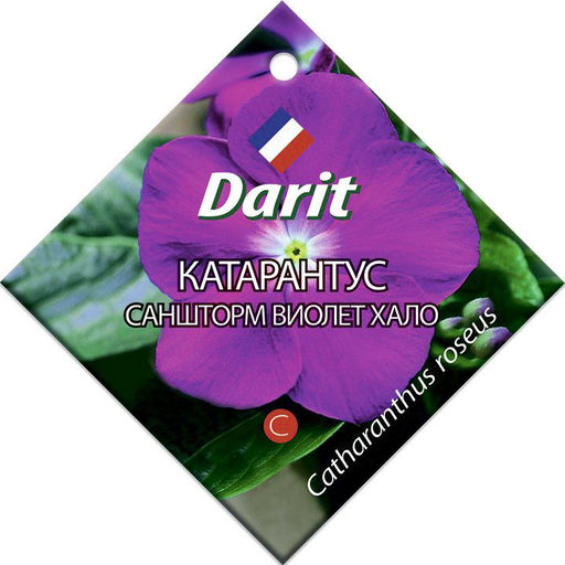 Катарантус Саншторм Виолет Хало 10шт. (Дарит)