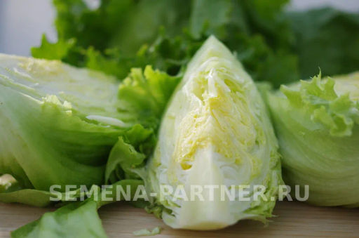 Салат кочанный Тарзан - Партнер фото 7