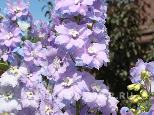 Дельфиниум Монинг Лайт - Партнер фото 4