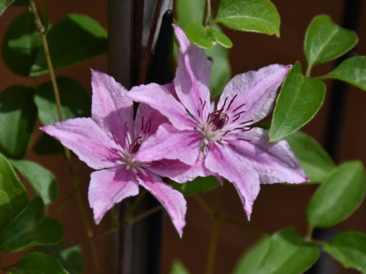Клематис Пинк Фэнтези - Долина роз фото 3