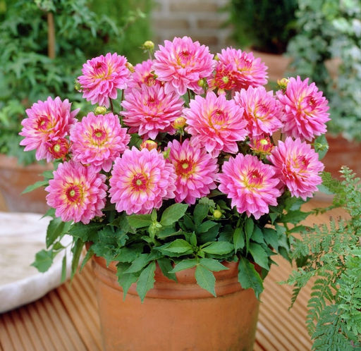 ГЕОРГИНА Гэллери Беллини Разбор I Кол-во упак., шт 1