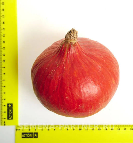 Тыква Учики Кури - Партнер фото 5