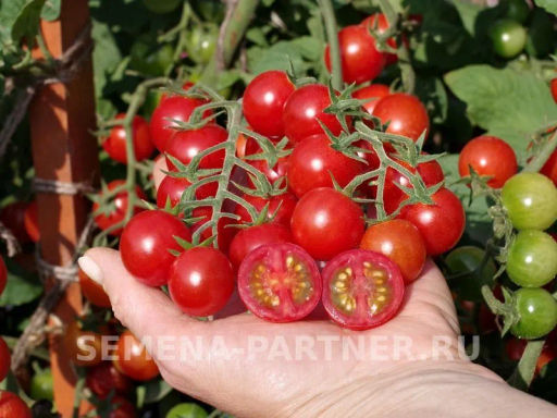 Томат Карамелла - Партнер фото 8