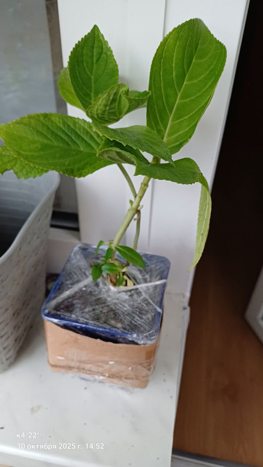 Гортензия крупнолистная Ю энд Ми Форевер