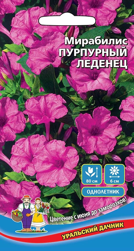 Мирабилис ПУРПУРНЫЙ ЛЕДЕНЕЦ