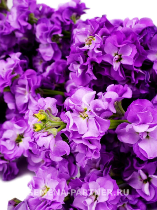 Маттиола срезочная махровая Бьютифул Парфюм Блу Шейк - Партнер фото 3