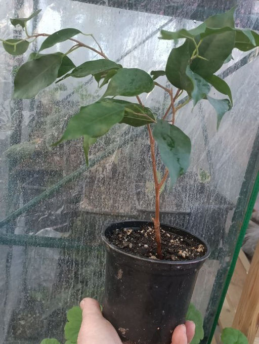 Фикус Бенджамина, горшок D10 - 1000корней фото 2