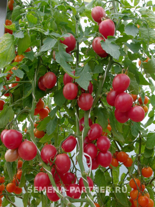 Томат Агроденс - Партнер фото 5
