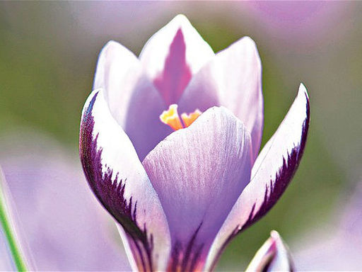 Крокус Spring Beauty (Спринг Бьюти) 5 шт - Долина роз фото 2