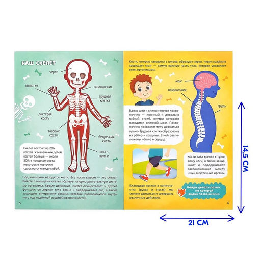 Набор Моё тело: мегапазл с обучающей книгой - Буква-ленд фото 5