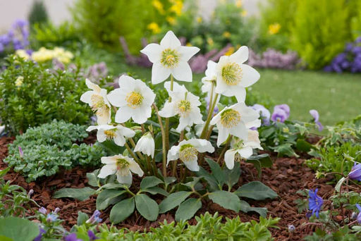 Морозник Зимовник Niger - Голландские луковицы фото 3