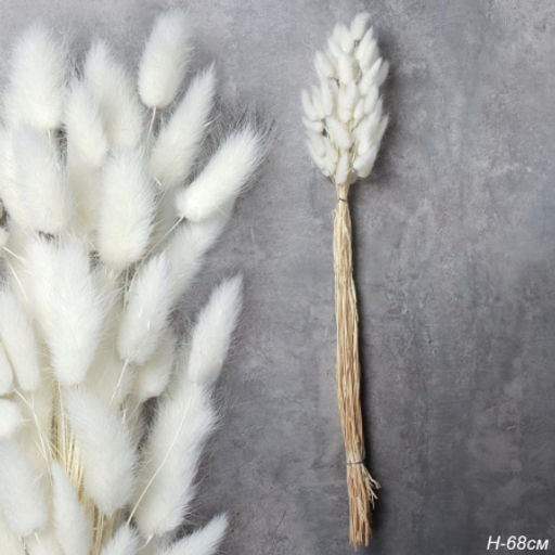 Сухоцвет 60 штук набор 68 см Лагурус / SG-005 /уп 300/белый
