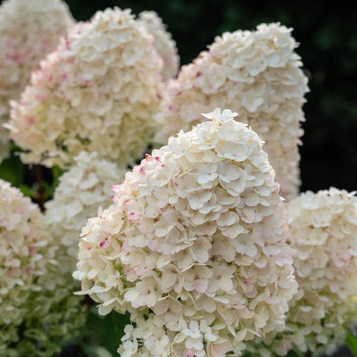 Гортензия Шугар Раш 20-40 см, горшок Р9