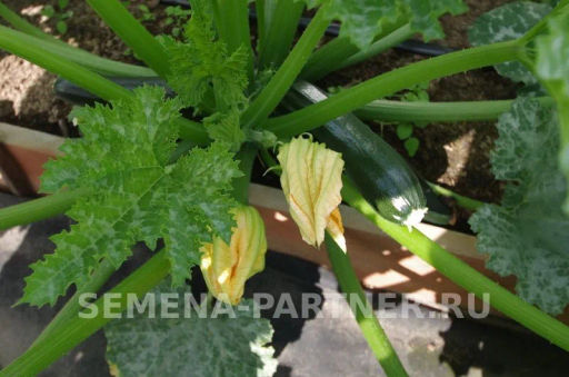 Кабачок цукини Нефрит - Партнер фото 5