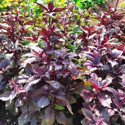 Базилик АРОМАТНЫЙ ГУЛЯШ  Пряный, густой аромат идеален для мясных блюд, особенно гуляша! Подходит для сушки, заморозки и при консервировании!