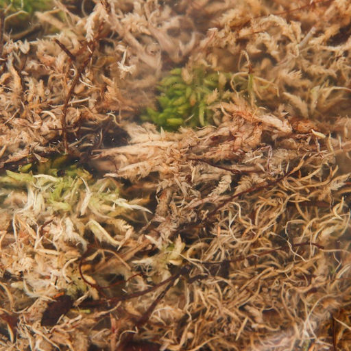 Мох сфагнум для террариумов Рецепты дедушки Никиты 3 л  фото 3