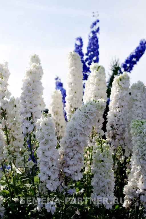 Дельфиниум Дабл Инносен - Партнер фото 6