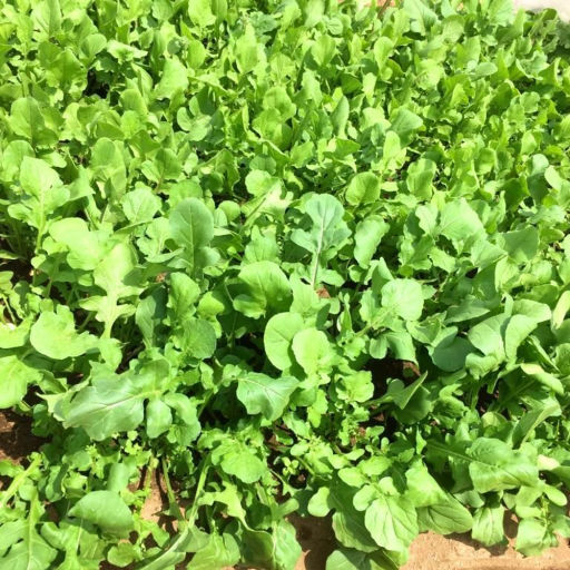 Кунжутная Японская Широколистная Руккола