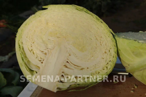 Капуста белокочанная позднеспелая Орион - Партнер фото 4