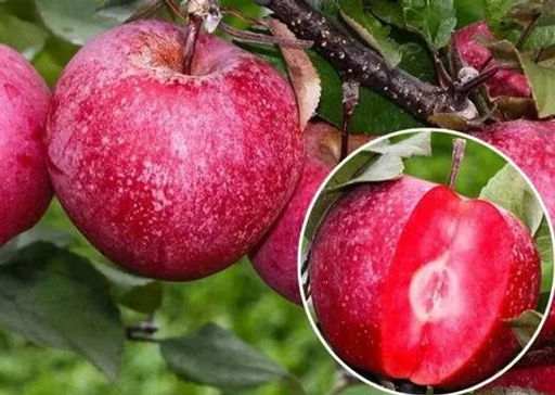 Яблоня красномякотная Сирена