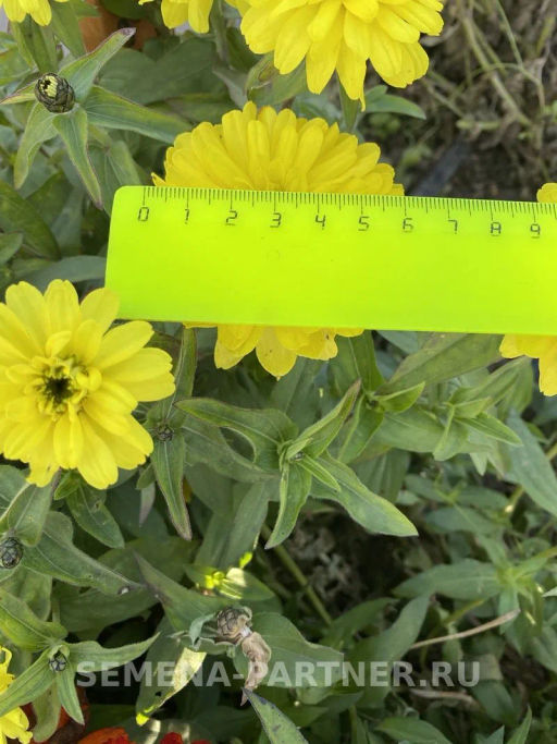 Цинния махровая Барышня-крестьянка Медовая Коврижка - Партнер фото 5