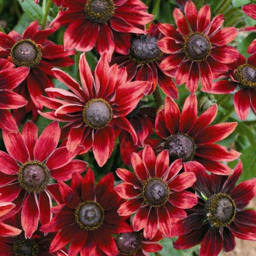 Рудбекия Черри Бренди - Долина роз фото 3