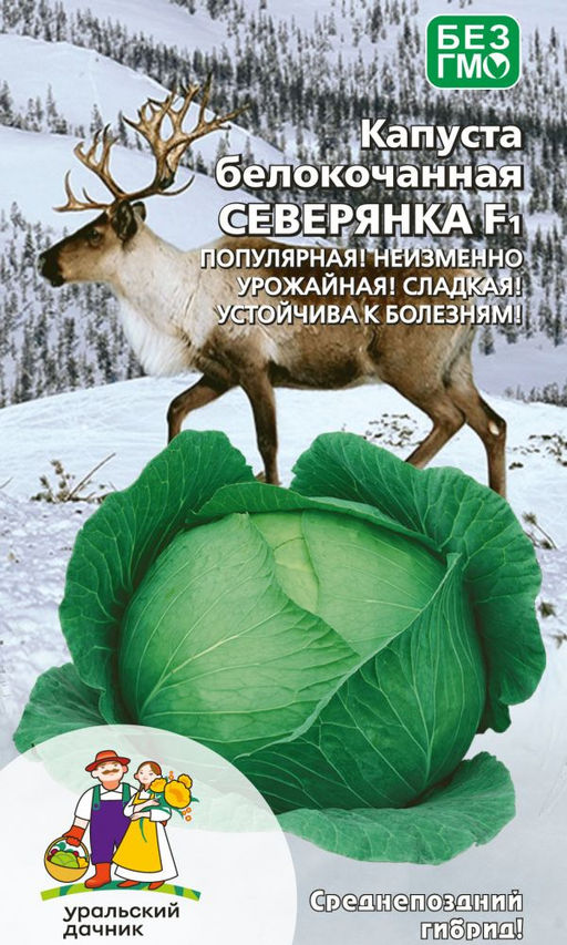 Капуста СЕВЕРЯНКА F1 Популярная! Неизменно урожайная! Сладкая! Устойчива к болезням!