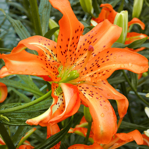 ЛИЛИЯ Маст Си Разбор 12/14 Кол-во упак., шт 5