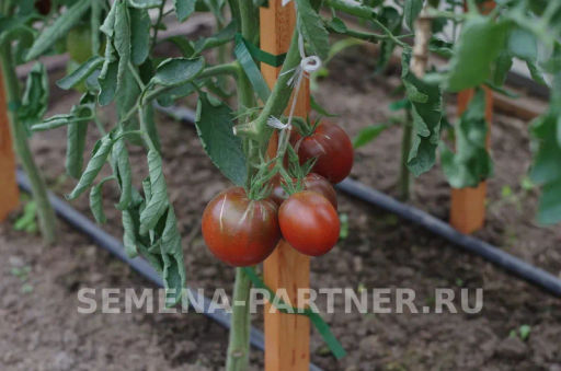 Томат Ниагус - Партнер фото 6