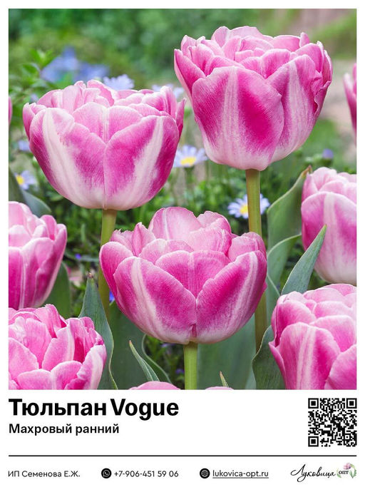 Тюльпан Vogue (Махровый ранний)