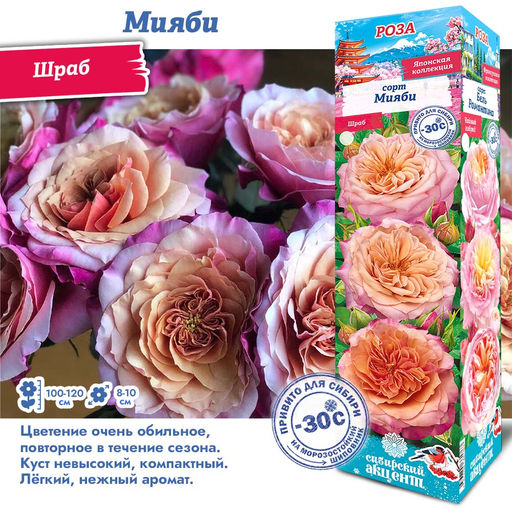 Роза Мияби (Японский/Шраб) 1шт